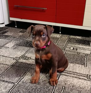 Продам щенков породы доберман