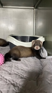 Фретка ( домашній тхір )