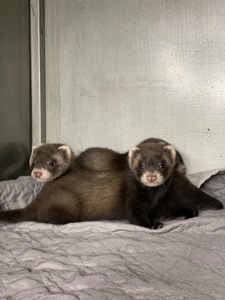 Фретка ( домашній тхір )