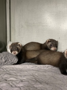 Фретка ( домашній тхір )