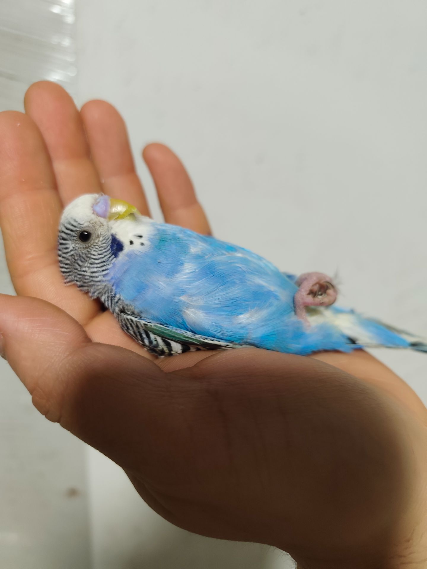 Хвилясті папуги хвилястийпапуга