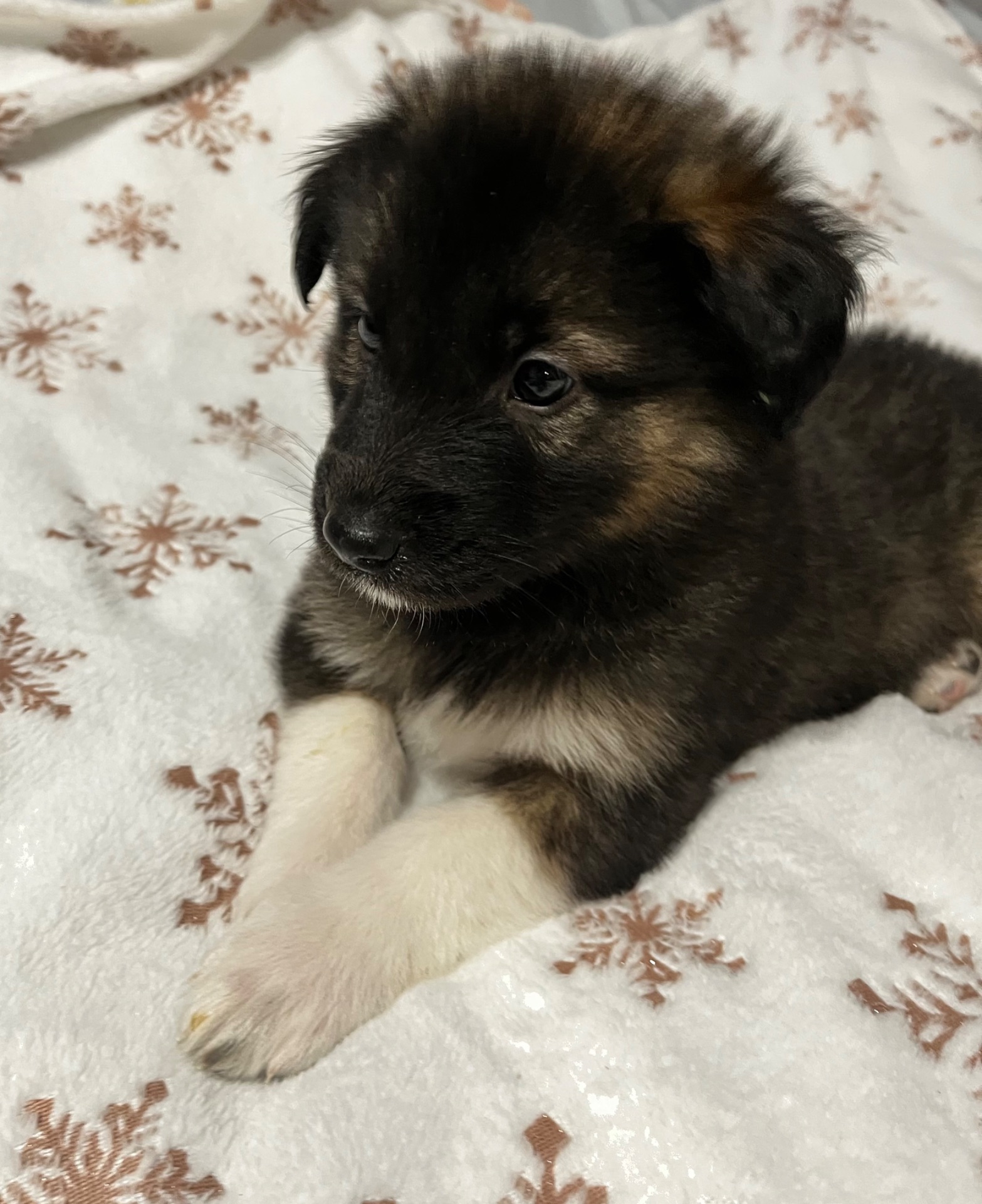 Цуценята 2 місяці хлопчики