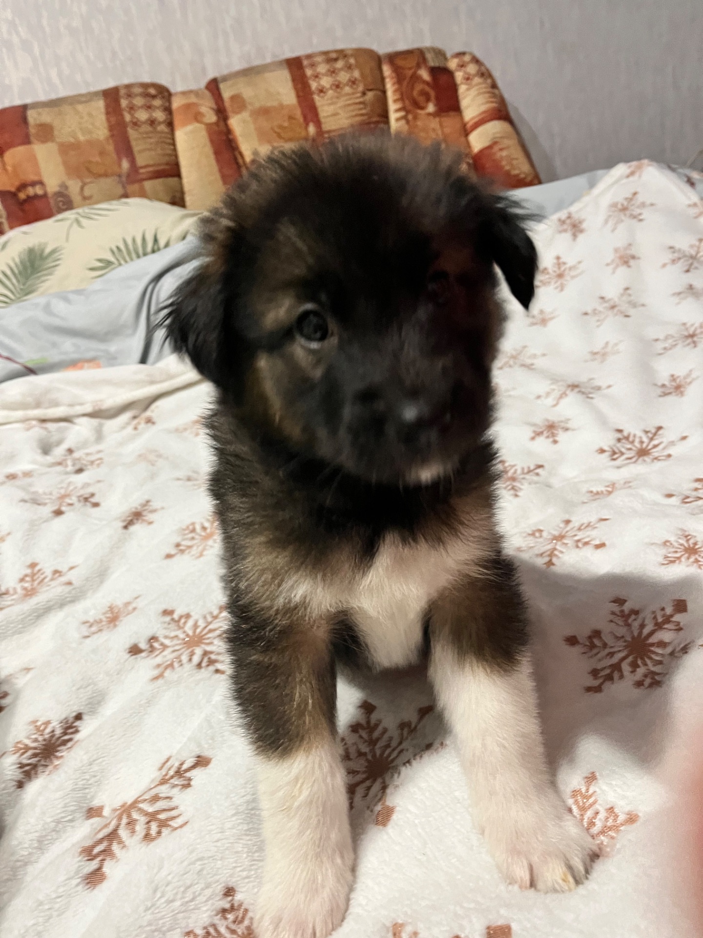 Цуценята 2 місяці хлопчики