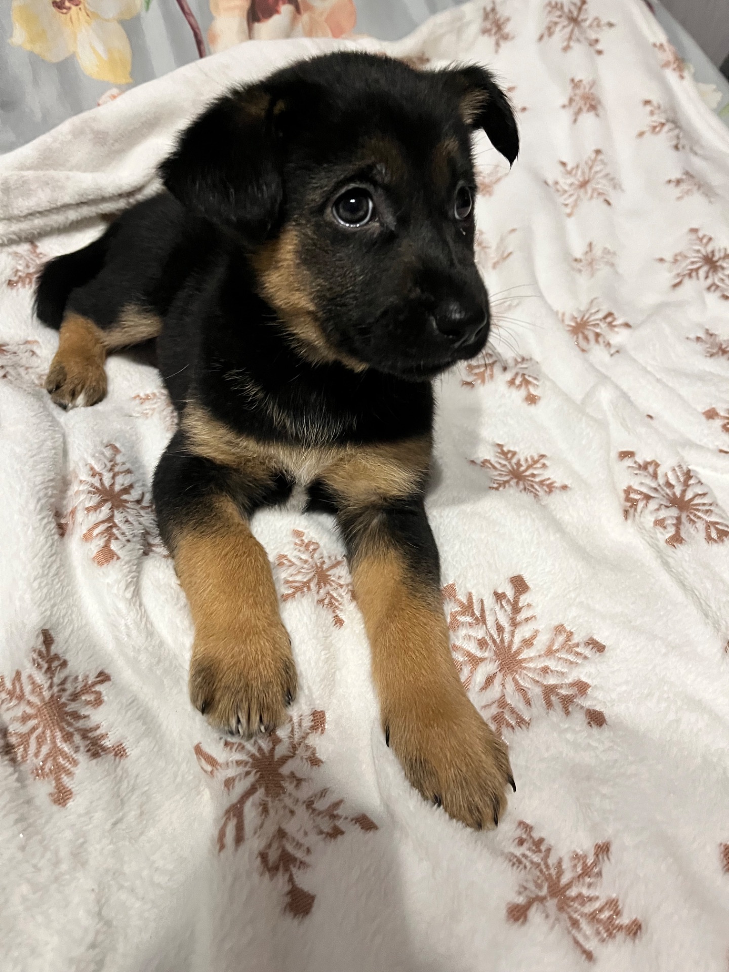 Цуценята 2 місяці хлопчики