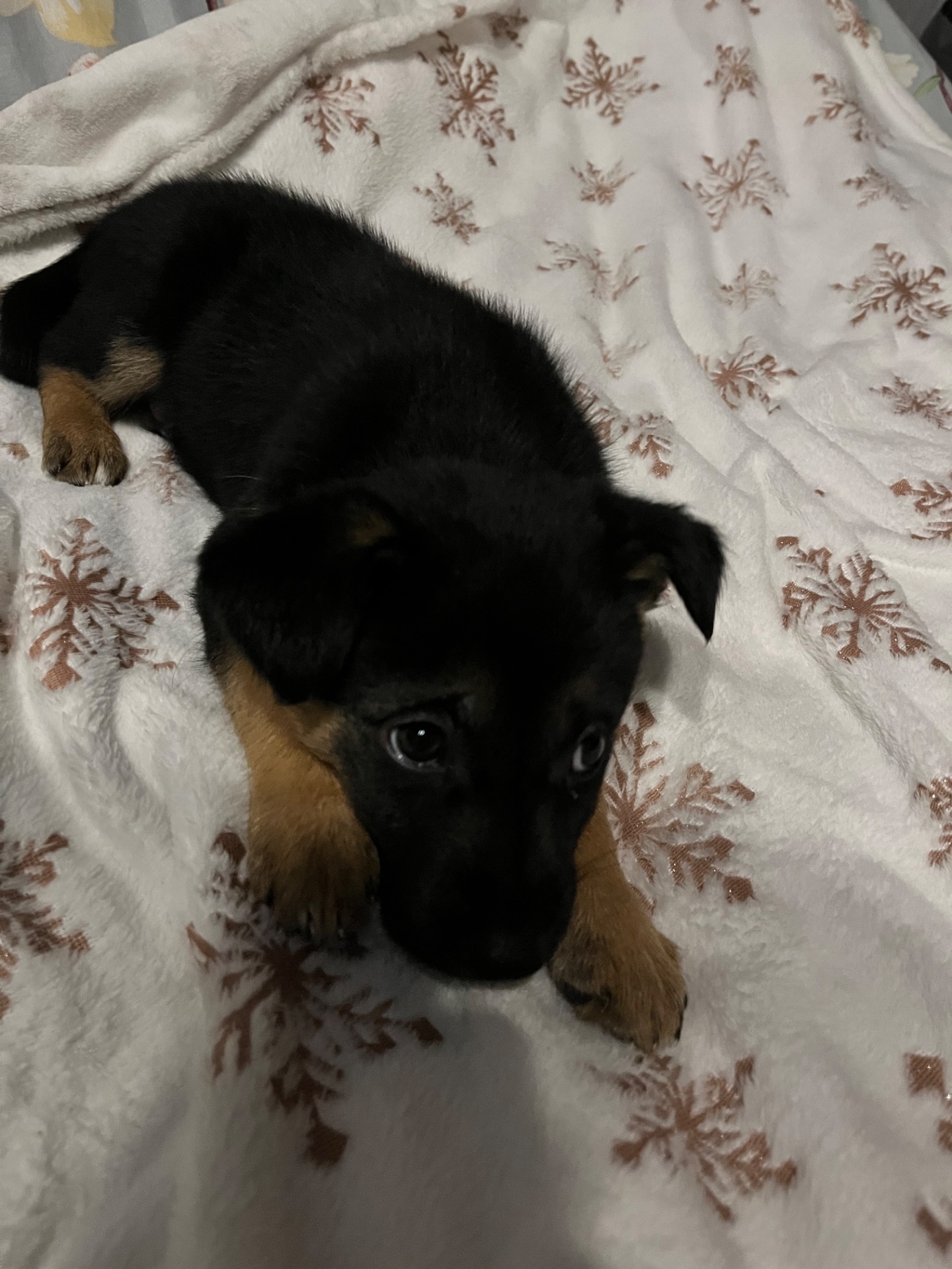 Цуценята 2 місяці хлопчики