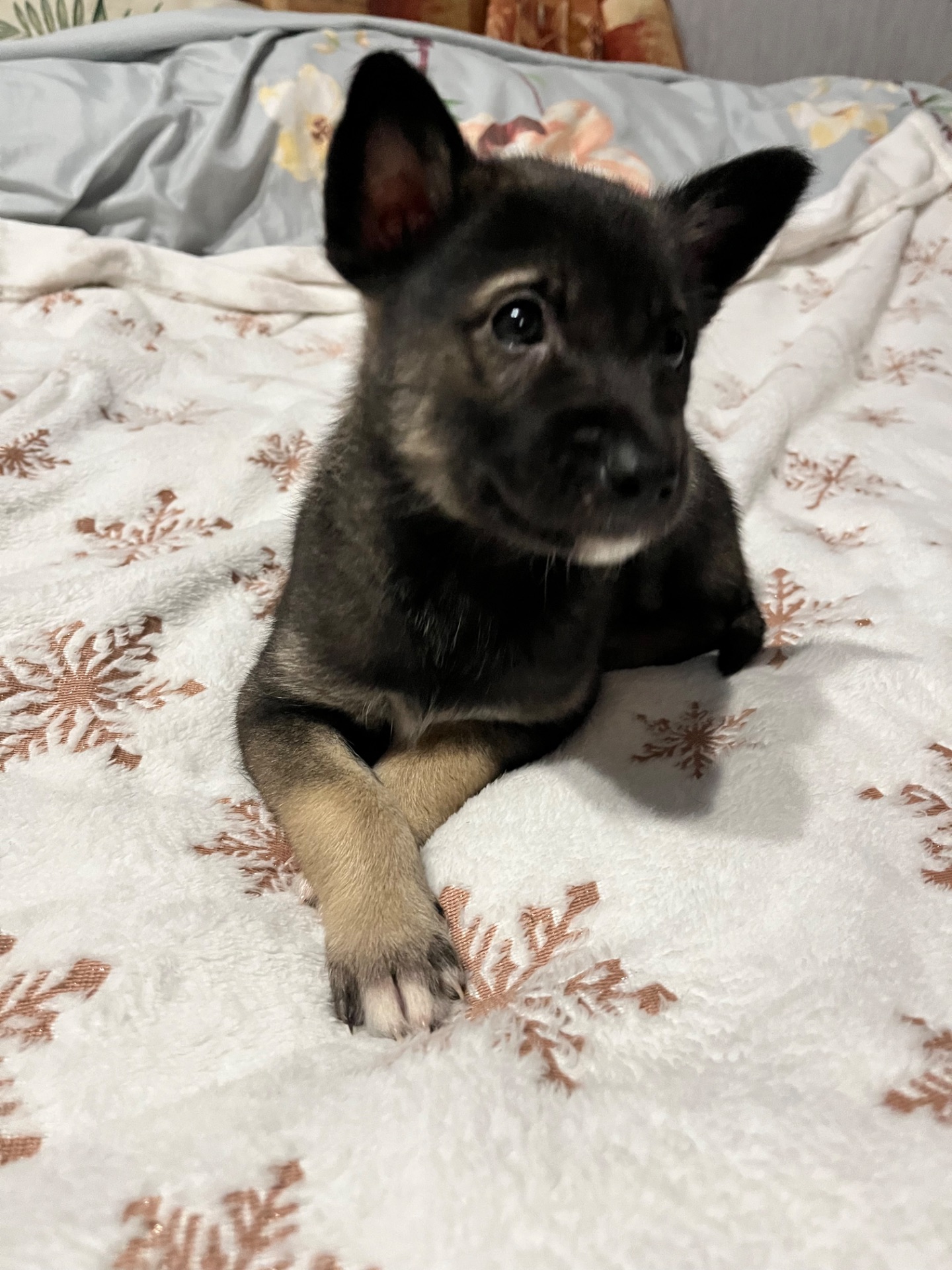 Цуценята 2 місяці хлопчики