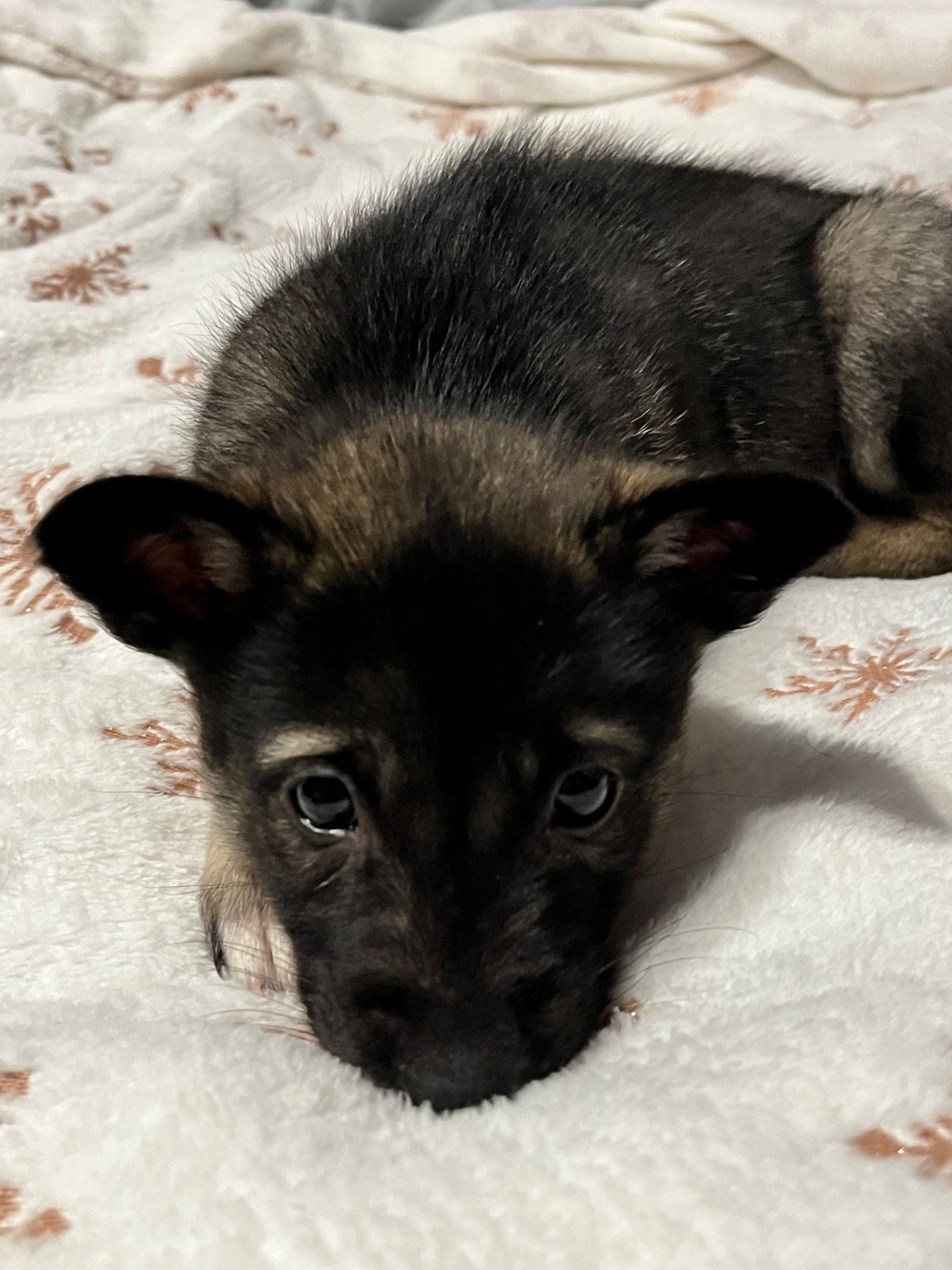 Цуценята 2 місяці хлопчики