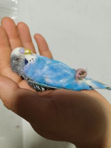 Хвилясті папуги хвилястийпапуга