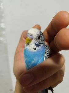 Хвилясті папуги хвилястийпапуга