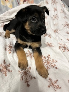 Цуценята 2 місяці хлопчики