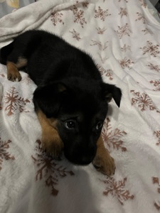 Цуценята 2 місяці хлопчики