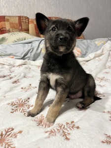 Цуценята 2 місяці хлопчики