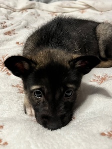 Цуценята 2 місяці хлопчики