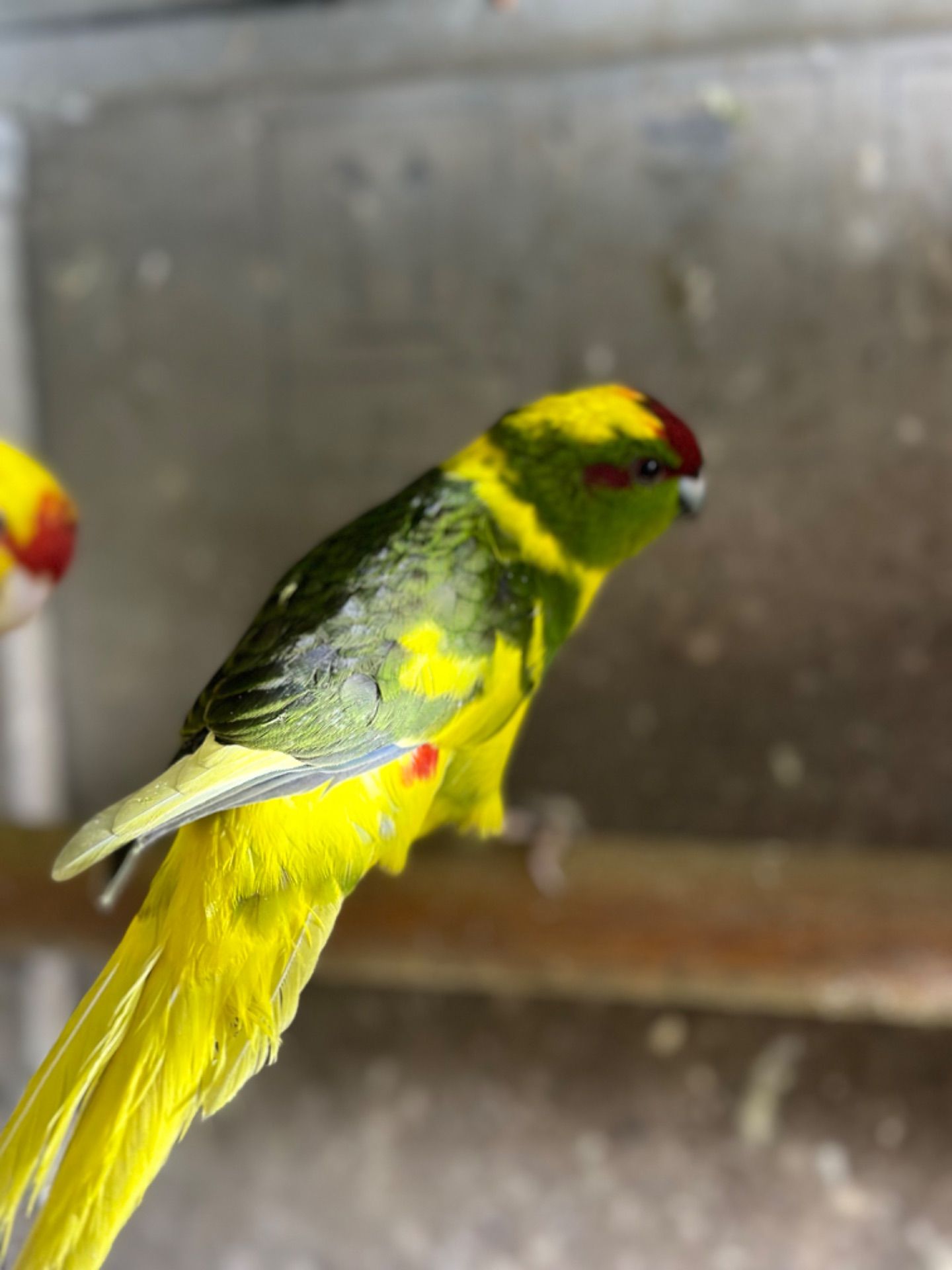 Тихі, активні папуги какарік, молоді