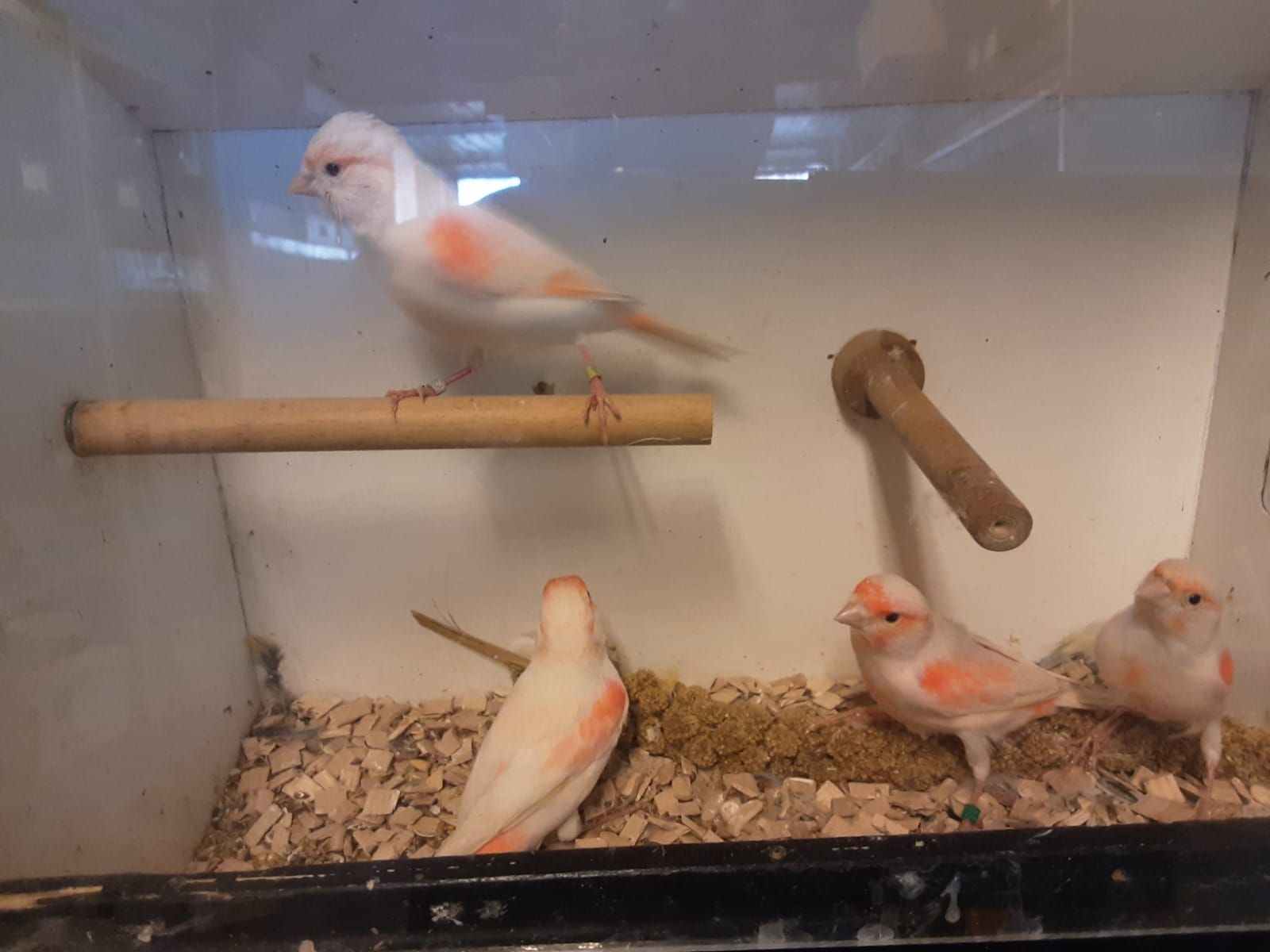 Співочі канарейки та кенарі самці