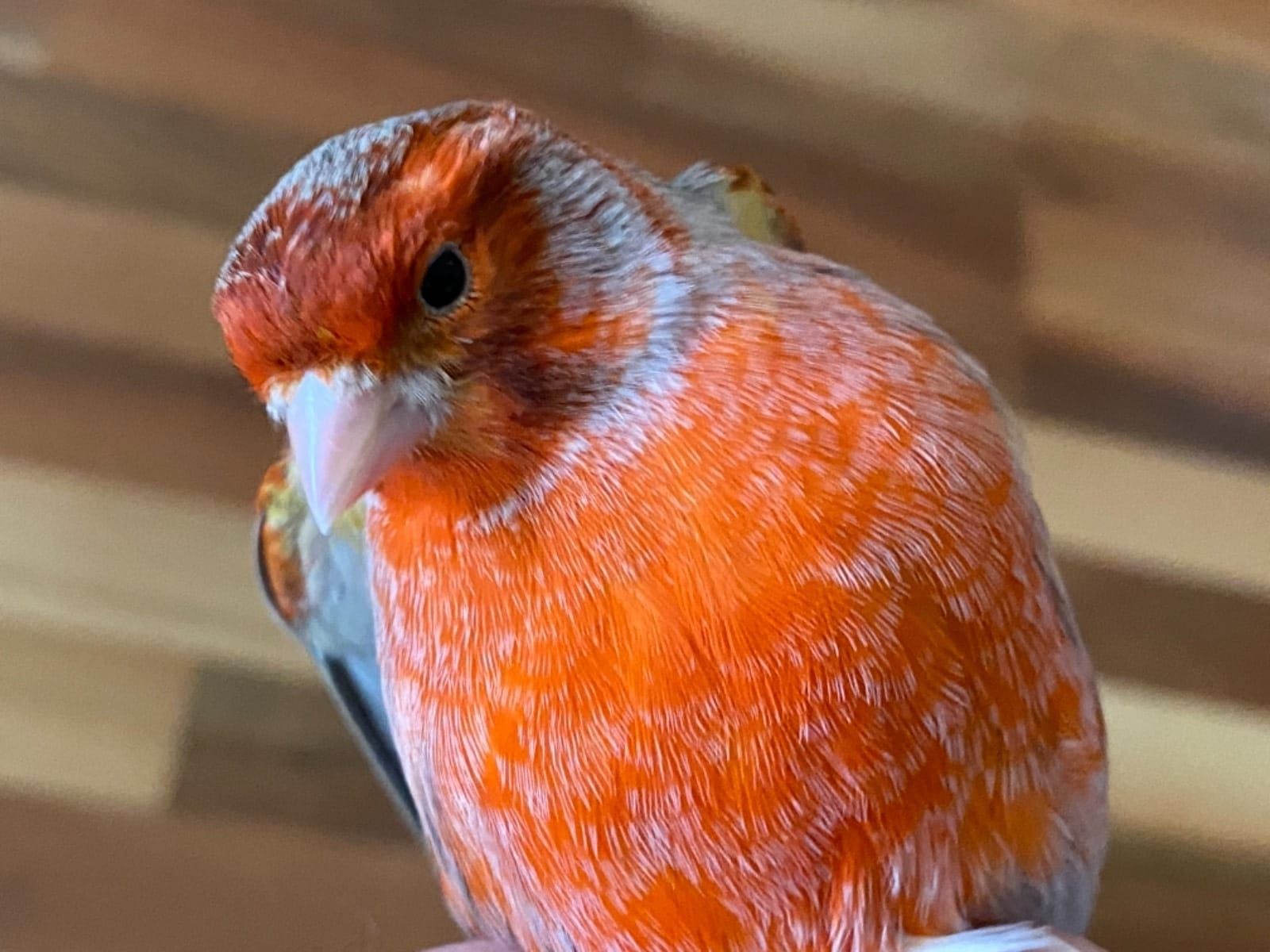 Співочі канарейки та кенарі самці