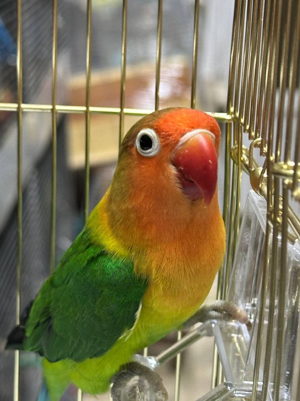 Нерозлучники Фішера молоденькі та ручні малюки