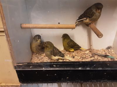 Співочі канарейки та кенарі самці