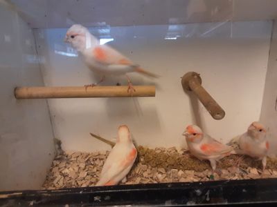 Співочі канарейки та кенарі самці