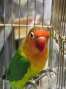 Нерозлучники Фішера молоденькі та ручні малюки