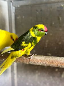 Тихі, активні папуги какарік, молоді