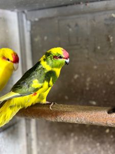 Тихі, активні папуги какарік, молоді