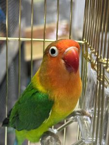 Нерозлучники Фішера молоденькі та ручні малюки