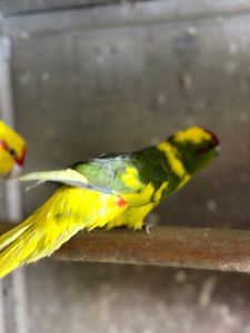 Тихі, активні папуги какарік, молоді