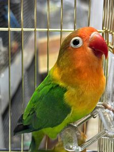 Нерозлучники Фішера молоденькі та ручні малюки