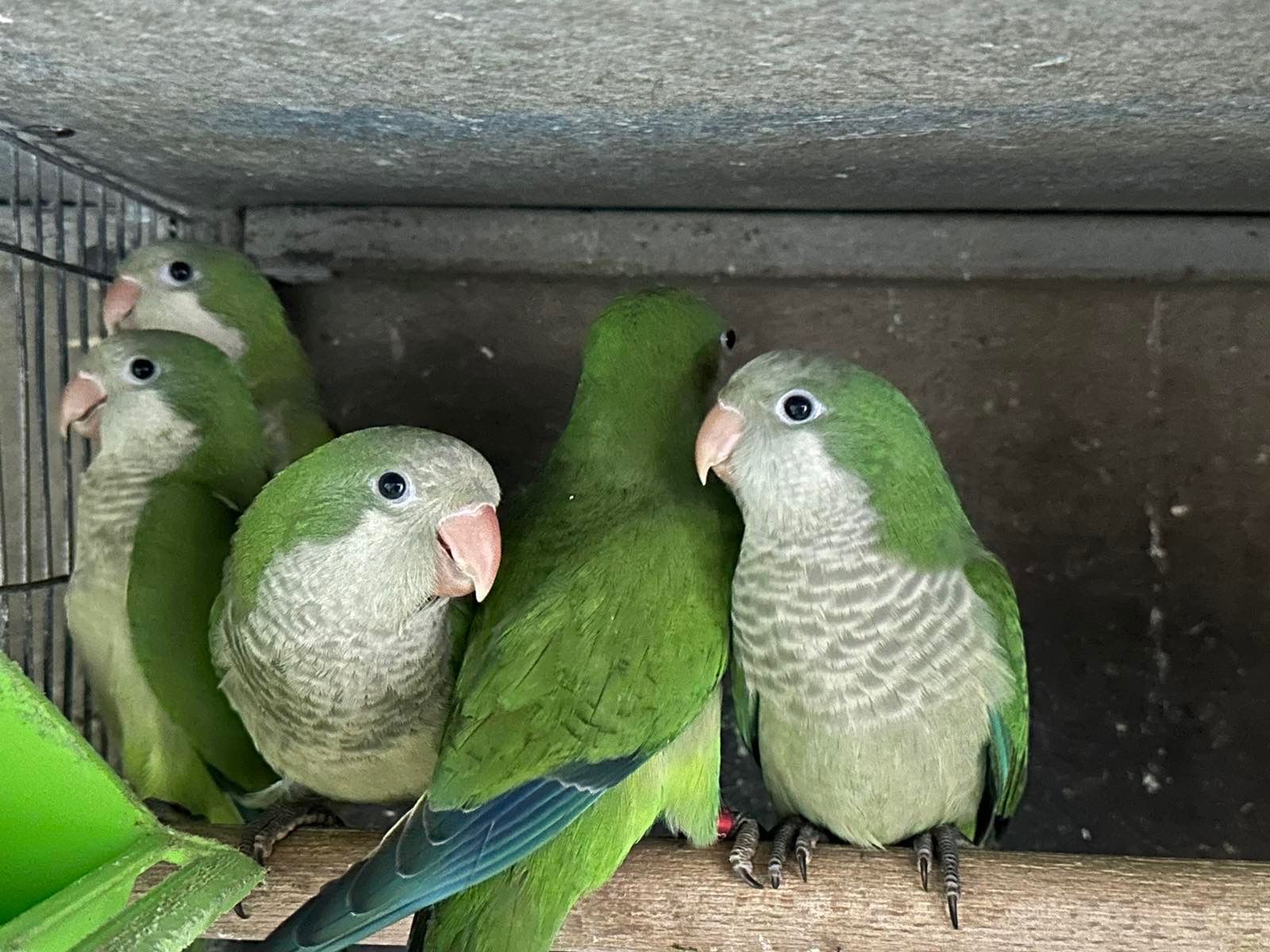 Монахи руні цего року, 1.5 місяці