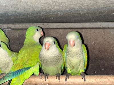 Монахи руні цего року, 1.5 місяці