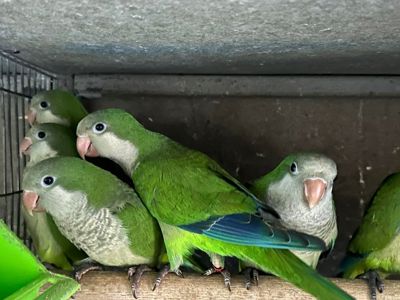 Монахи руні цего року, 1.5 місяці