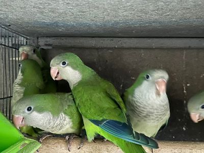 Монахи руні цего року, 1.5 місяці