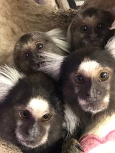 Мавпа ігрунка малюки ручні