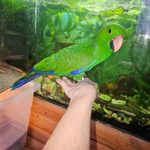 Ручний папужка Еклектус