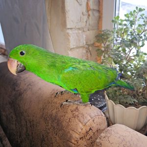 Ручний папужка Еклектус