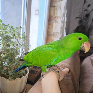 Ручний папужка Еклектус