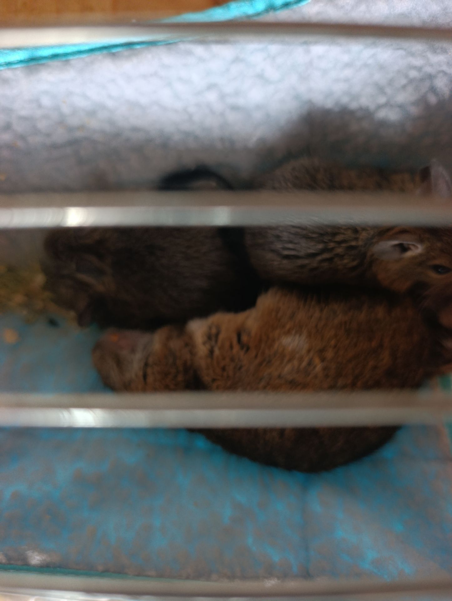 Дегу хлопчики відаю парою бесплатно