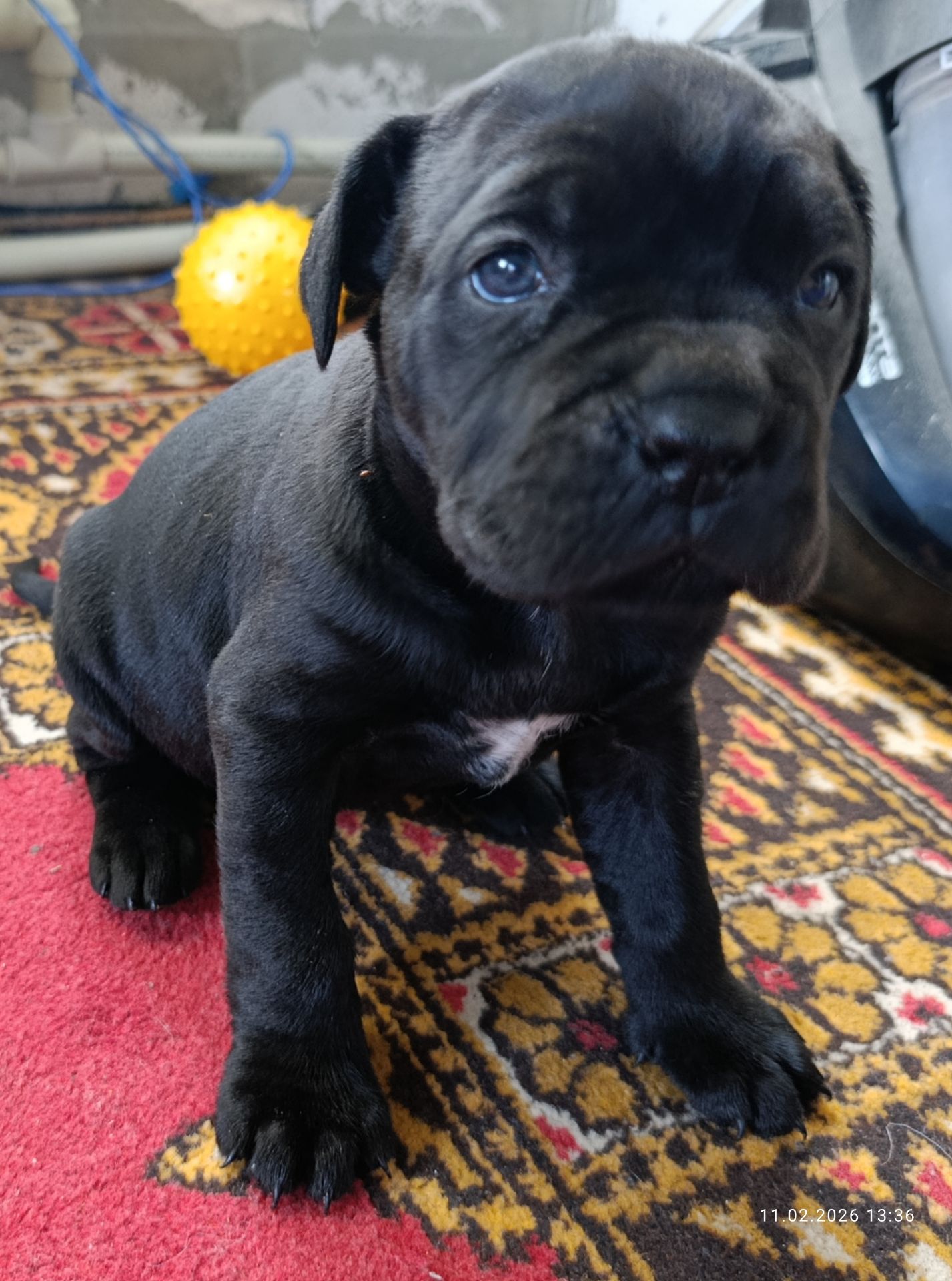 Девочка Кане-Корсо