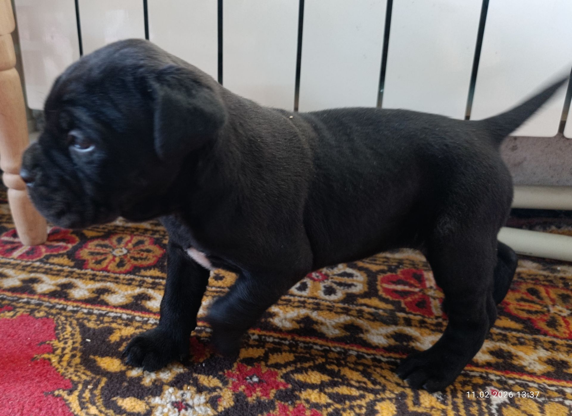 Девочка Кане-Корсо