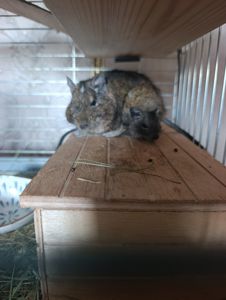 Дегу хлопчики відаю парою бесплатно