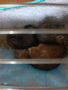 Дегу хлопчики відаю парою бесплатно