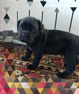 Девочка Кане-Корсо