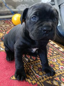 Девочка Кане-Корсо