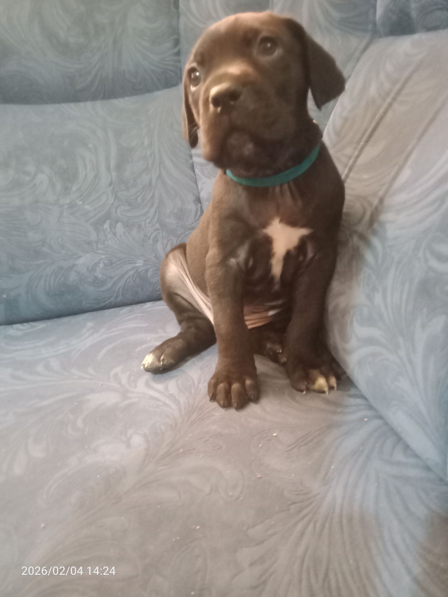 Щенки Кане Корсо