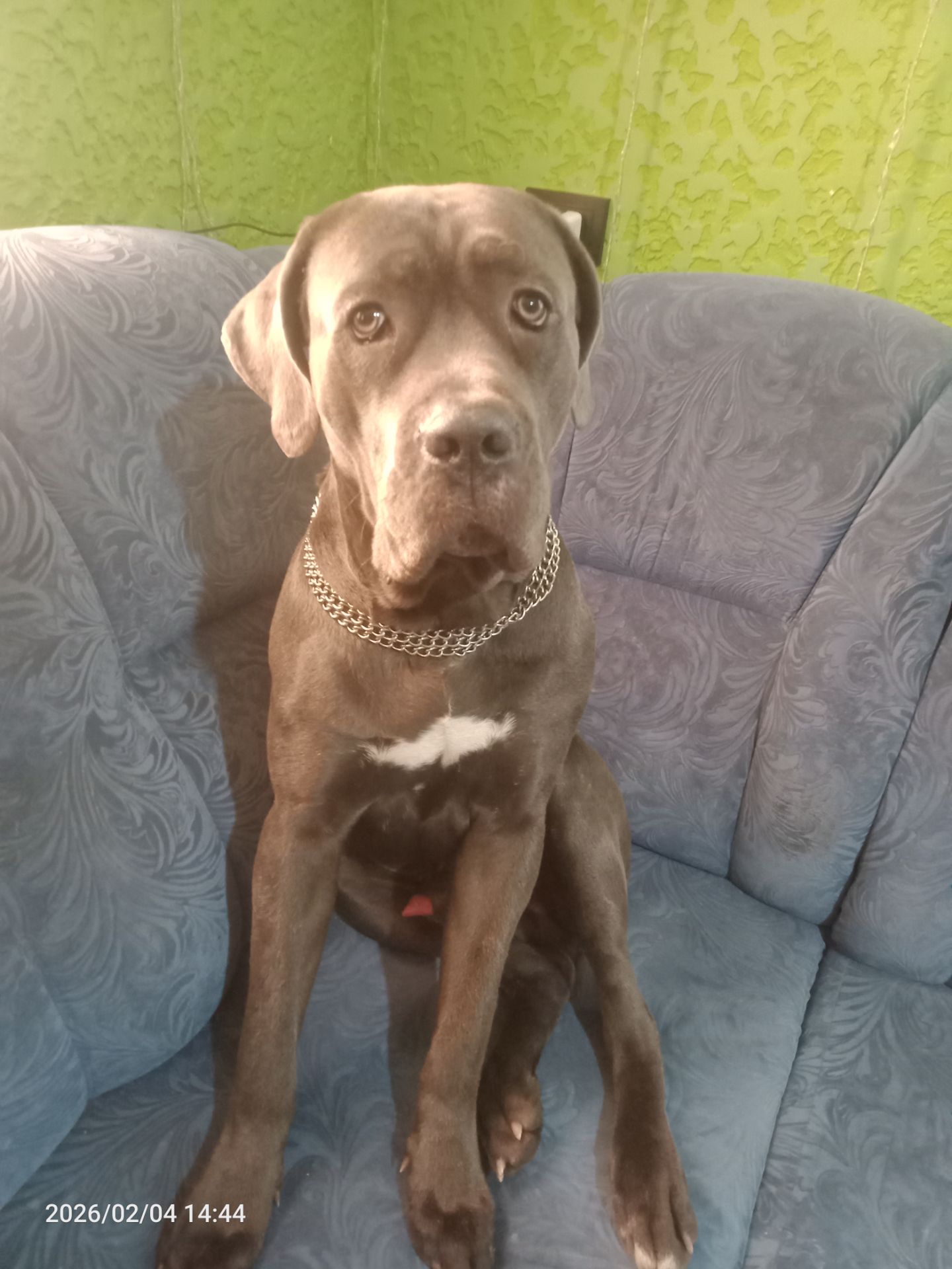 Щенки Кане Корсо