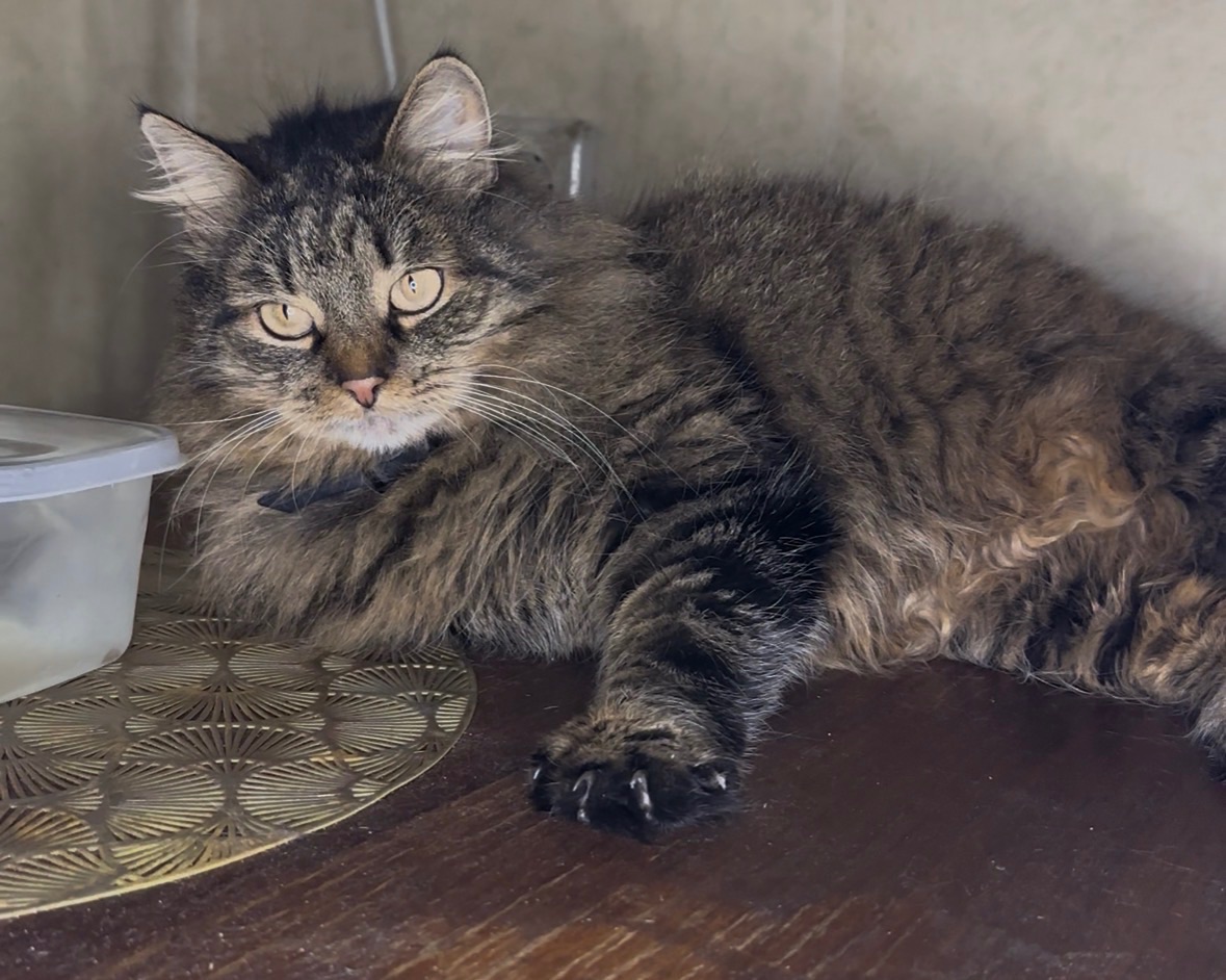 Домашня кішка, яку покинули шукає родину!