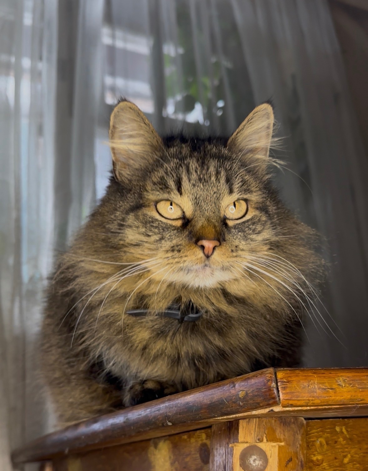 Домашня кішка, яку покинули шукає родину!