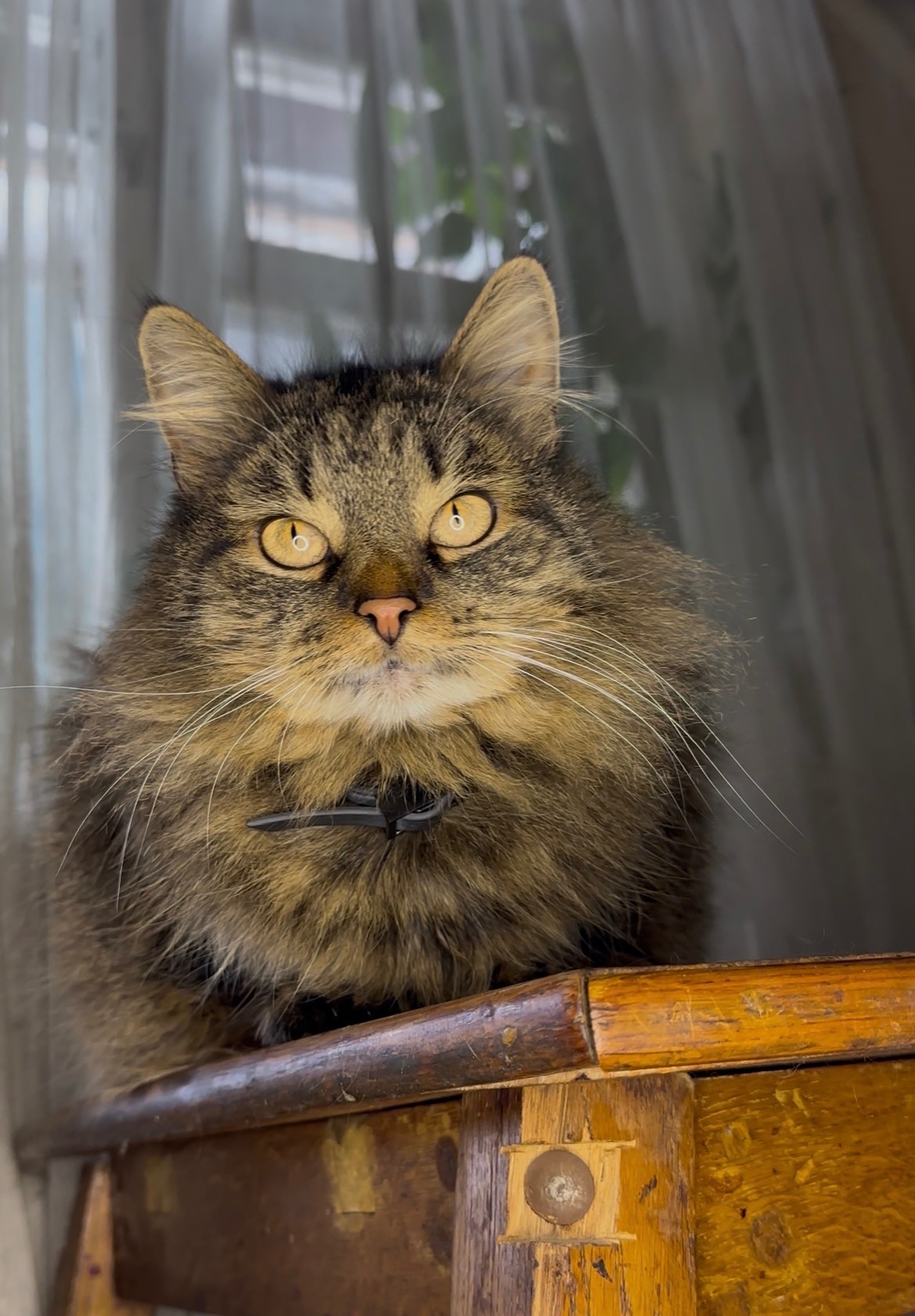 Домашня кішка, яку покинули шукає родину!