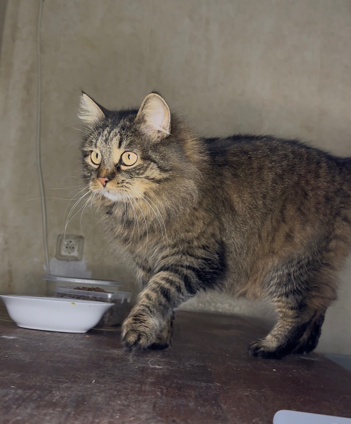 Домашня кішка, яку покинули шукає родину!